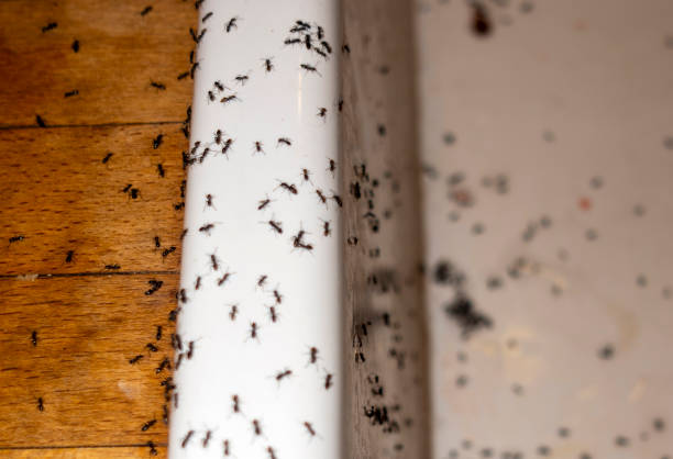 Best Commercial Pest Control Services  in Newton, NJ
